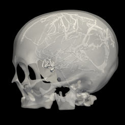 skull0.png Archivo STL Modelo 3D de cráneo humano con vasos sanguíneos・Modelo para descargar y imprimir en 3D, blueshirt