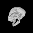 snapshot01.png Saurian Skull