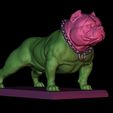 8.jpg American Bully Pocket