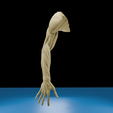 0002.png Anatomia do músculo do braço humano Modelo 3D | Estrutura realista do antebraço e da mão | Modelo de estudo anatómico