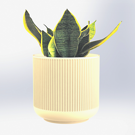 double pot plant Double Duty Peperomia (Peperomia verticillata 'Double Duty') – Cedar Bridge  Botanicals main image 0