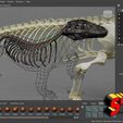 komodo-dragon-skeleton-3d-model-obj-fbx-stl-6.jpg Komodo Dragon Skeleton 3D printable Model