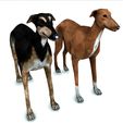 0.jpg DOG - DOWNLOAD Greyhound dog 3d model - Animated CANINE PET GUARDIAN WOLF HOUSE HOME GARDEN POLICE - 3D printing Greyhound DOG DOG DOG