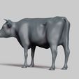 R04.jpg cow pose 02