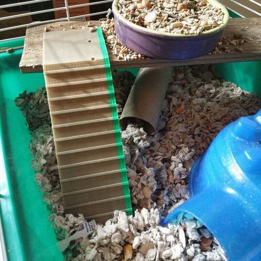 🐹 Hamster Ramp・Free STL File for ・Cults