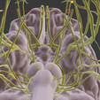 CRANIAL-NERVES-12.png 3D Cranial nerves & Facial Skull Model