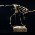 PaPoSxmA.jpeg Compsognatus life size skeleton
