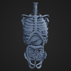InternalOrgans_RibCage_1.png STL file Internal Organs and Rib Vessel・3D printing model to download