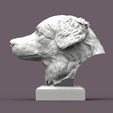 australian-shepherd3.jpg Australian shepherd bust 3D print model