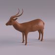 Antelope_0008.jpg Wildlife animals