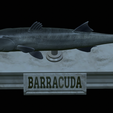 Barracuda-mouth-statue-22.png fish great barracuda / Sphyraena barracuda open mouth statue detailed texture for 3d printing