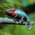 NosyBe3.jpg Panther chameleon - (Furcifer pardalis NosyBe) -3D print file-with full-size texture high-polygon