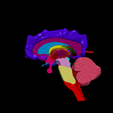 13.png.7923cd713e99920b07705dc7e55538d9.png 3D Model of Human Brain - Right Hemisphere