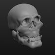 skull_display_large.jpg Skull thing