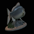 Dentex-statue-1-13.png fish Common dentex / dentex dentex statue underwater detailed texture for 3d printing