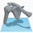 shoulder3.jpg SHOULDER JOINT - ANATOMY MODEL
