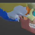 3.png 3D Model of Skull and Skull Bones