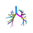 10.png Tracheobronchial Tree Segmented in 101 Parts