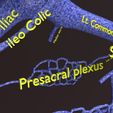 PSfinal0035.jpg Human venous system schematic 3D